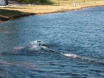 Enlarge photo 1117