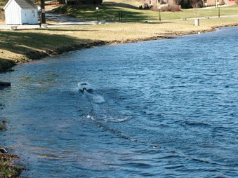 Enlarge photo 1118
