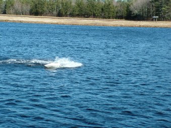 Enlarge photo 1123