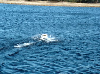 Enlarge photo 1137