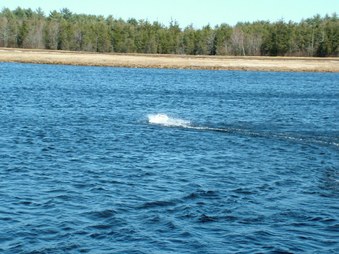 Enlarge photo 1139