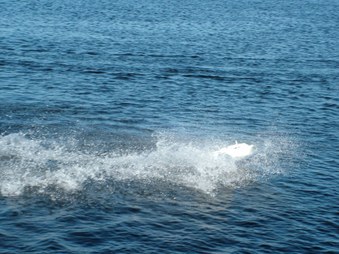 Enlarge photo 1174