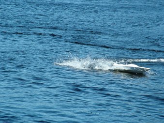 Enlarge photo 1265