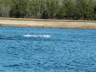 Enlarge photo 1290