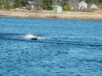 Enlarge photo 1335