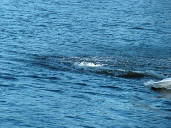 Enlarge photo 1360