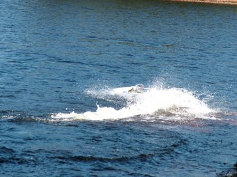 Enlarge photo 1362