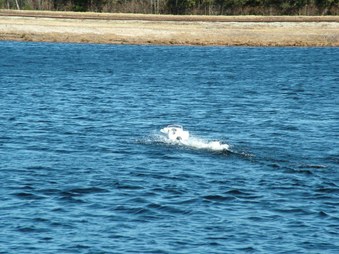 Enlarge photo 1371