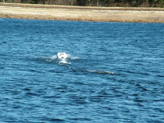 Enlarge photo 1372