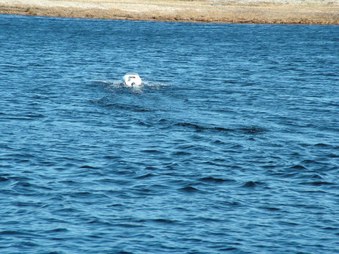 Enlarge photo 1373