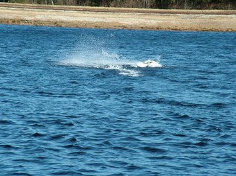 Enlarge photo 1374