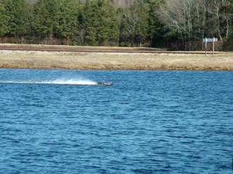 Enlarge photo 1451