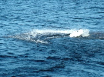 Enlarge photo 1606