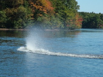 Enlarge photo 58