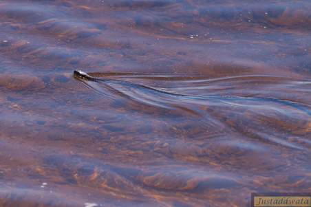 Enlarge photo 45