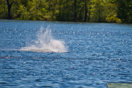 Enlarge photo 543
