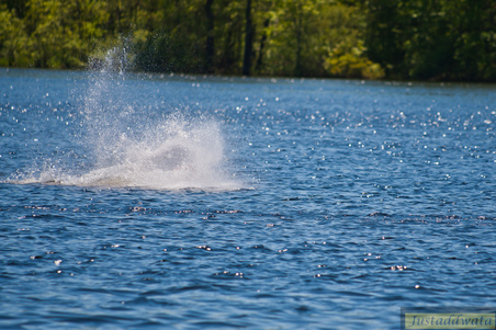 Enlarge photo 544