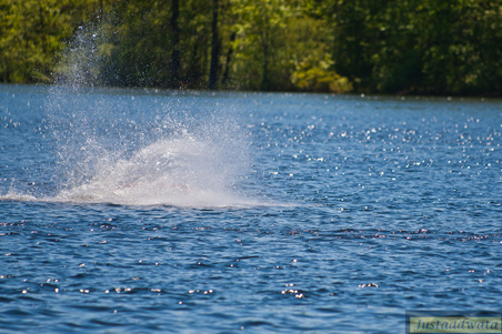 Enlarge photo 545