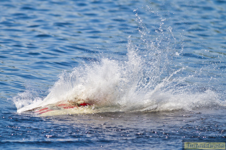 Enlarge photo 662