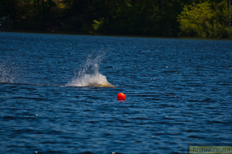 Enlarge photo 727