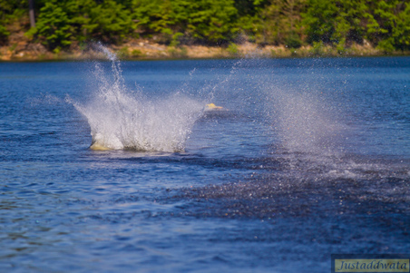 Enlarge photo 758