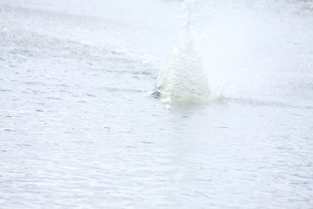 Enlarge photo 154