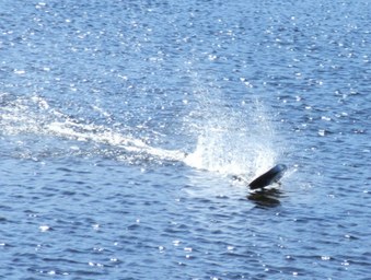 Enlarge photo 14