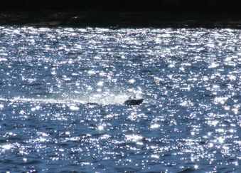 Enlarge photo 27