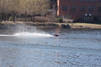 Enlarge photo 597