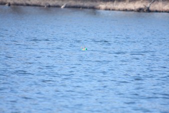 Enlarge photo 754