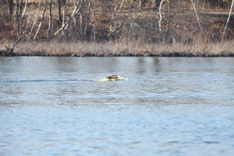 Enlarge photo 1036