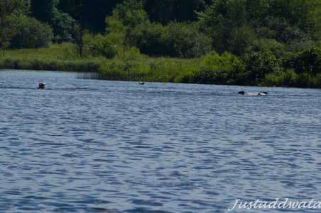 Enlarge photo 379