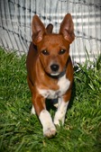 AVAILABLE PUPPIES / ADULTS