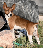 AVAILABLE PUPPIES / ADULTS