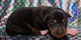 ABRA LEVI PUPPIES DOB : 06.08.25