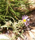 Enlarge photo 42