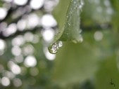 Enlarge photo 37
