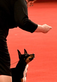 Enlarge photo 58