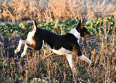 Enlarge photo 11