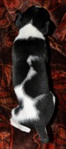 Enlarge photo 51