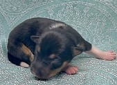 Enlarge photo 11