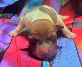 GREMLIN BUG PUPPIES DOB : 08.04.26