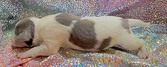 Enlarge photo 35