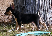 JOSEY BUDDY PUPPIES DOB 09.11.23