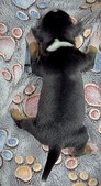 Enlarge photo 46