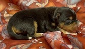NUGGET CASH PUPPIES DOB : 08.03.25