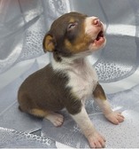 NUGGET CASH PUPPIES DOB : 08.03.25