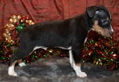 WHISKEY MANNY puppies DOB : 11.08.20