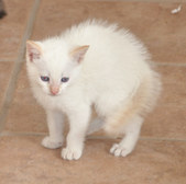 Enlarge photo 24