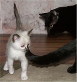 Enlarge photo 33